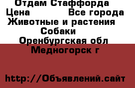 Отдам Стаффорда › Цена ­ 2 000 - Все города Животные и растения » Собаки   . Оренбургская обл.,Медногорск г.